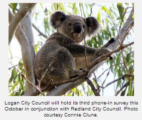 koala-ConnieClune