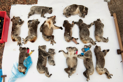 koalas-killed-over-a-week-JoelSartore