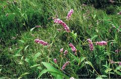 Persicaria-elatior_CornubiaWetlandReserve