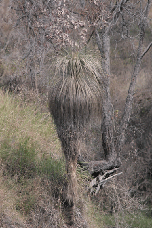 dead-grass-tree-smer.gif