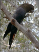 glossy-black-cockatoo_sept08-07