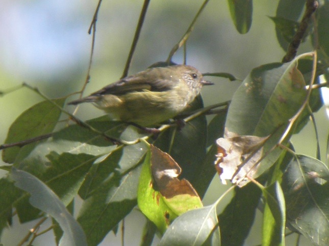 striated thornbill