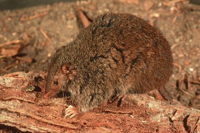 antechinus_large