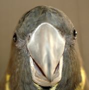 cockatoo_closeup