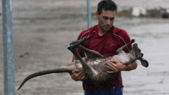 kangaroo-rescue