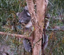 koala_hospital